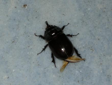 Oryctes nasicornis